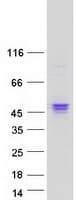 Human FGFR1 / FGF Receptor 1 Protein (Recombinant Myc-DDK (Flag))