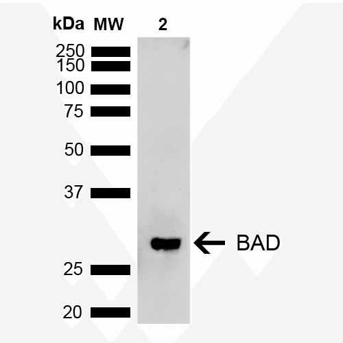 BAD Antibody (FITC)