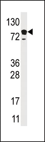 EPS15 Antibody (aa840-870)