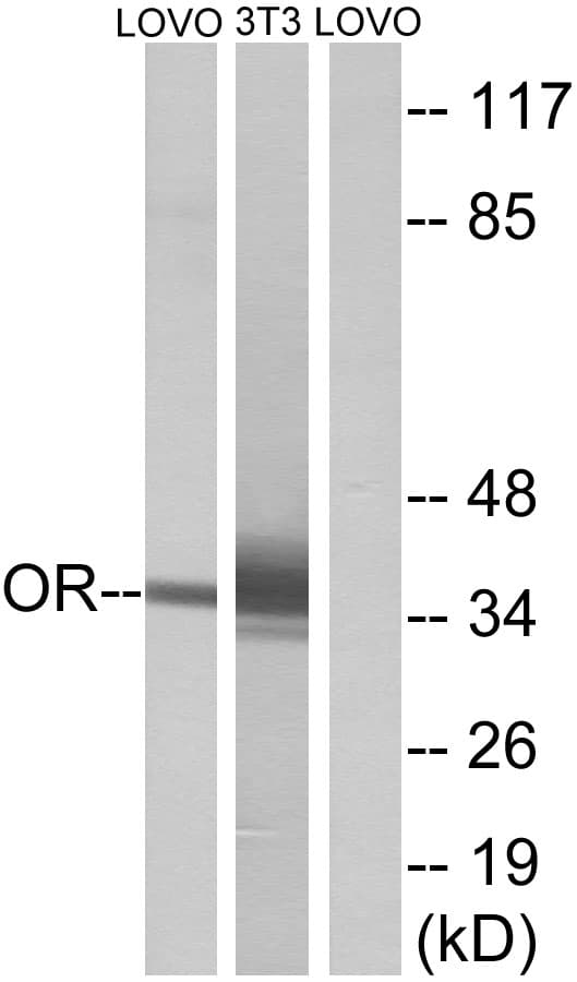 OR4D6 Antibody (aa260-309)