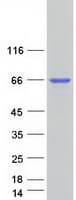 Human KHDRBS1 / SAM68 Protein (Recombinant Myc-DDK (Flag))