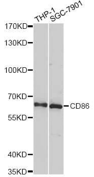 CD86 Antibody