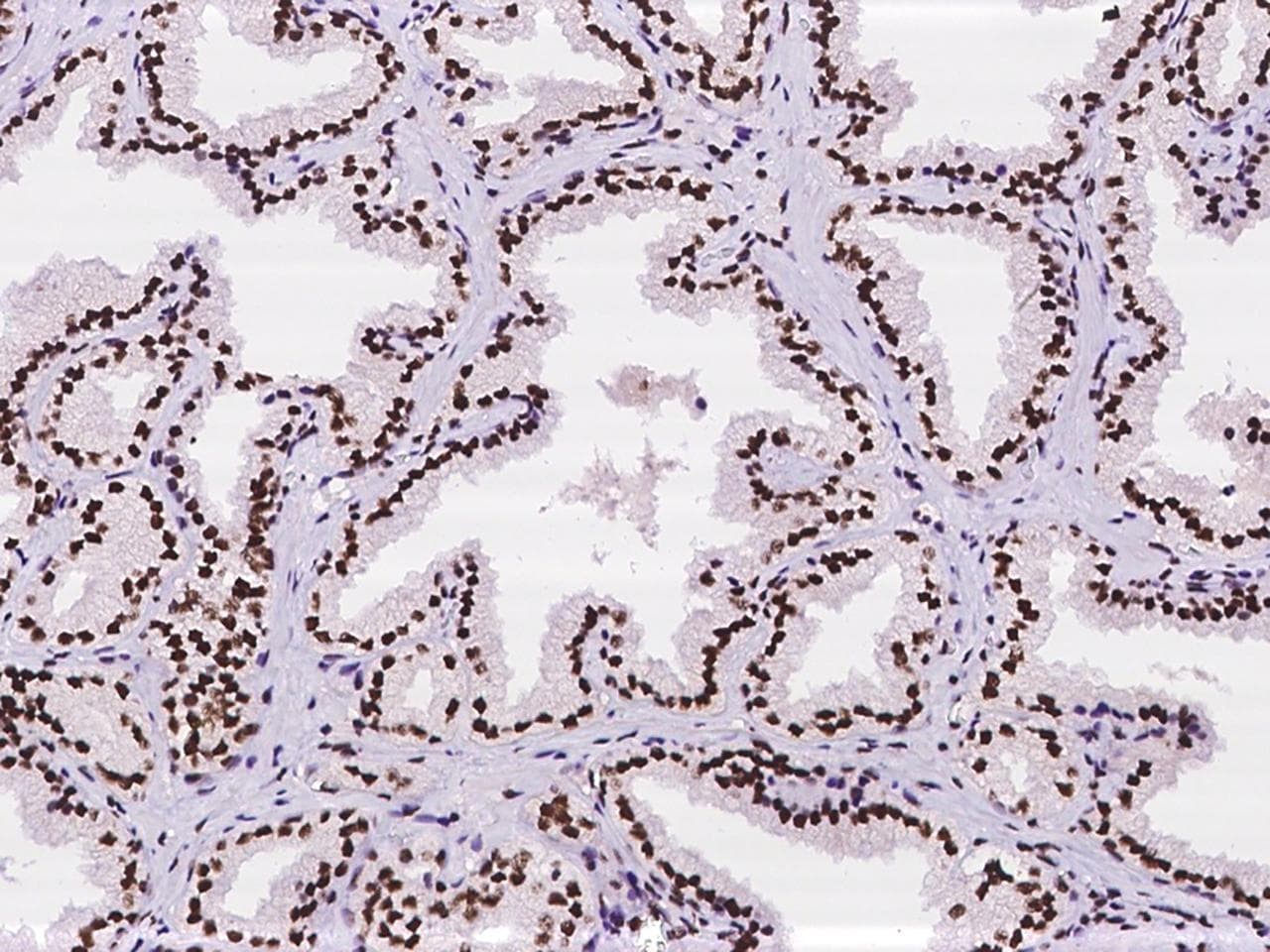 ZNF280A Antibody