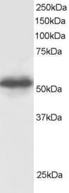 IHC-plus™ Polyclonal Goat anti-Human GPS1 / CSN1 Antibody (aa516-527, IHC, WB)
