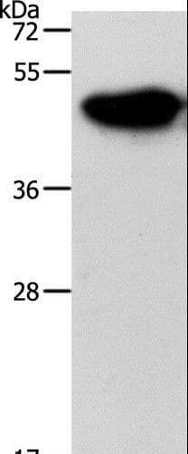 NDRG3 Antibody