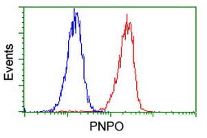 Monoclonal Mouse anti-Human PNPO Antibody (clone OTI1G9, IHC, WB)