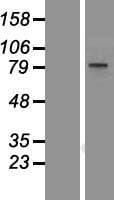 BOP1 Protein (Over-Expression Lysate Myc-DDK (Flag))
