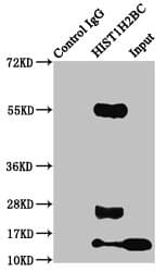 HIST1H2BN Antibody
