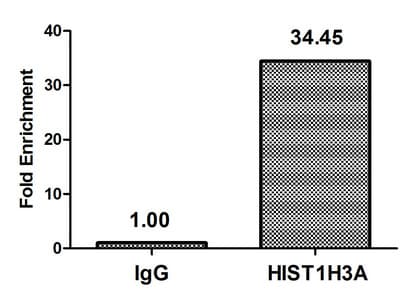 HIST1H3A Antibody