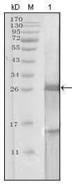 IHC-plus™ Monoclonal Mouse anti-Human KLK3 / PSA Antibody (clone 5A11E2, aa26-251, IHC, WB)