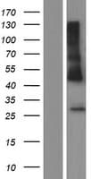 HLA-DRB3 Protein (Over-Expression Lysate Myc-DDK (Flag))