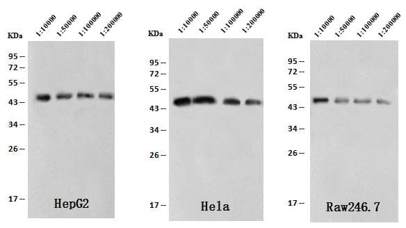 ACTB / Beta Actin Antibody (clone 10, Preservative Free)