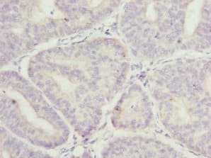 MR1 Antibody