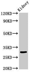 IGFBP7 / TAF Antibody