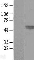 BMP4 Protein (Over-Expression Lysate Myc-DDK (Flag))