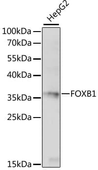 FOXB1 Antibody