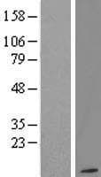 GNG12 Protein (Over-Expression Lysate Myc-DDK (Flag))