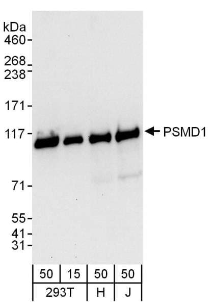 Polyclonal Rabbit anti-Human PSMD1 Antibody (aa903-953, IHC, WB)