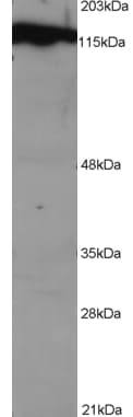 IHC-plus™ DDB1 Antibody (aa1128-1140)