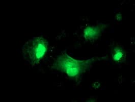 SERPINA5 / PCI Antibody (clone OTI2D10)
