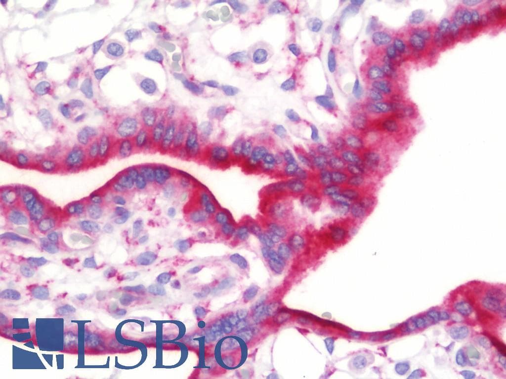 IHC-plus™ ASNS Antibody