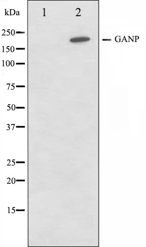 MCM3AP / GANP Antibody