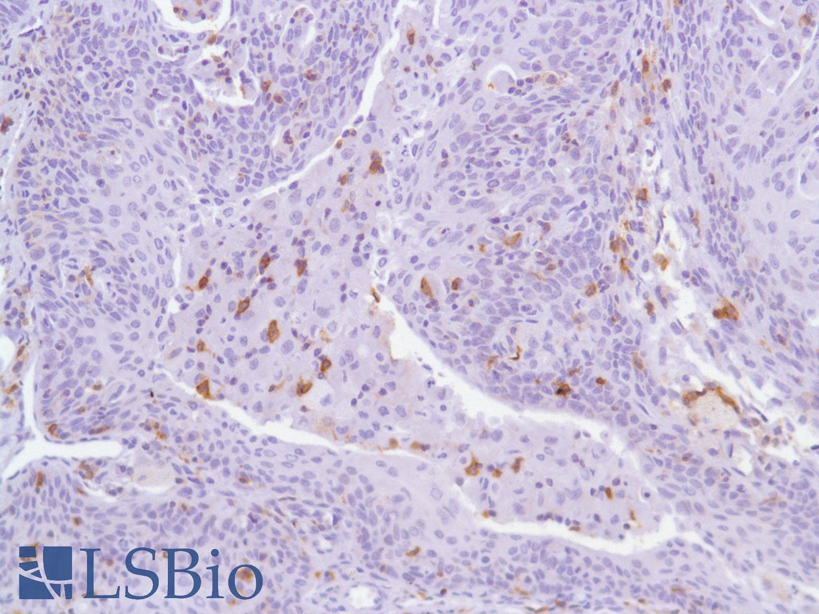 ICOS / CD278 Antibody (C-Terminus, clone SP98)
