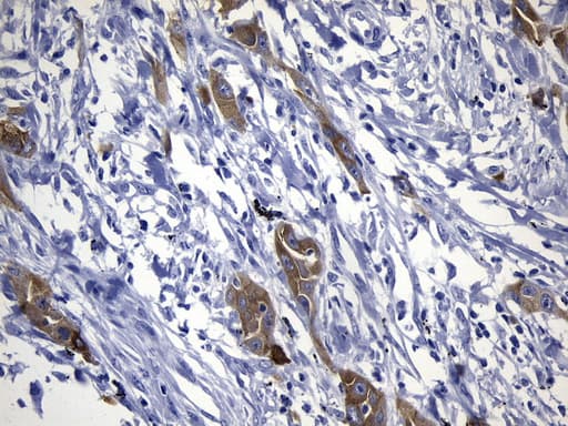 EGFR Antibody (clone UMAB234)