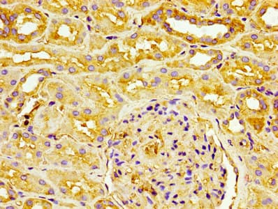 PECAM-1 / CD31 Antibody (clone 9E6E12)