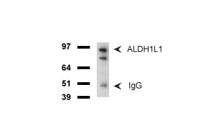 ALDH1L1 Antibody (clone UMAB45)