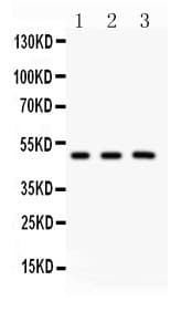 Polyclonal Rabbit anti-Human GATA3 Antibody (aa1-197, WB)