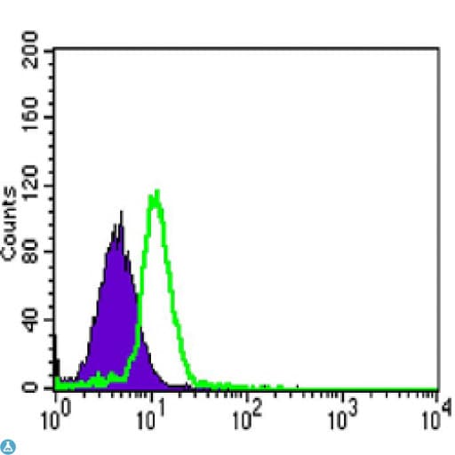 c-Src Kinase / CSK Antibody