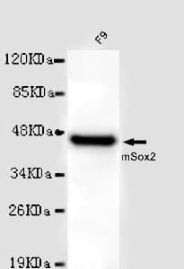 SOX2 Antibody