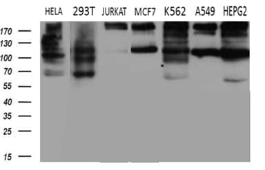 IQGAP1 Antibody (aa464-609, clone OTI6E10)