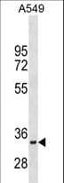 MYOD / MYOD1 Antibody (aa105-134)