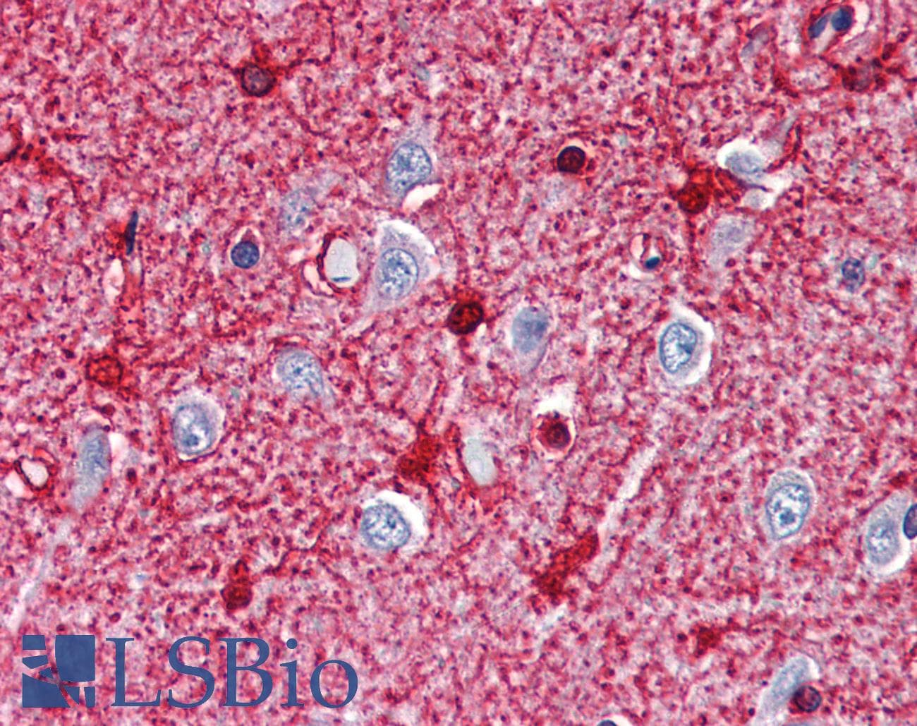 PathPlus™ Monoclonal Mouse anti-Sheep GLUL / Glutamine Synthetase Antibody (clone GS-6, IHC, WB)