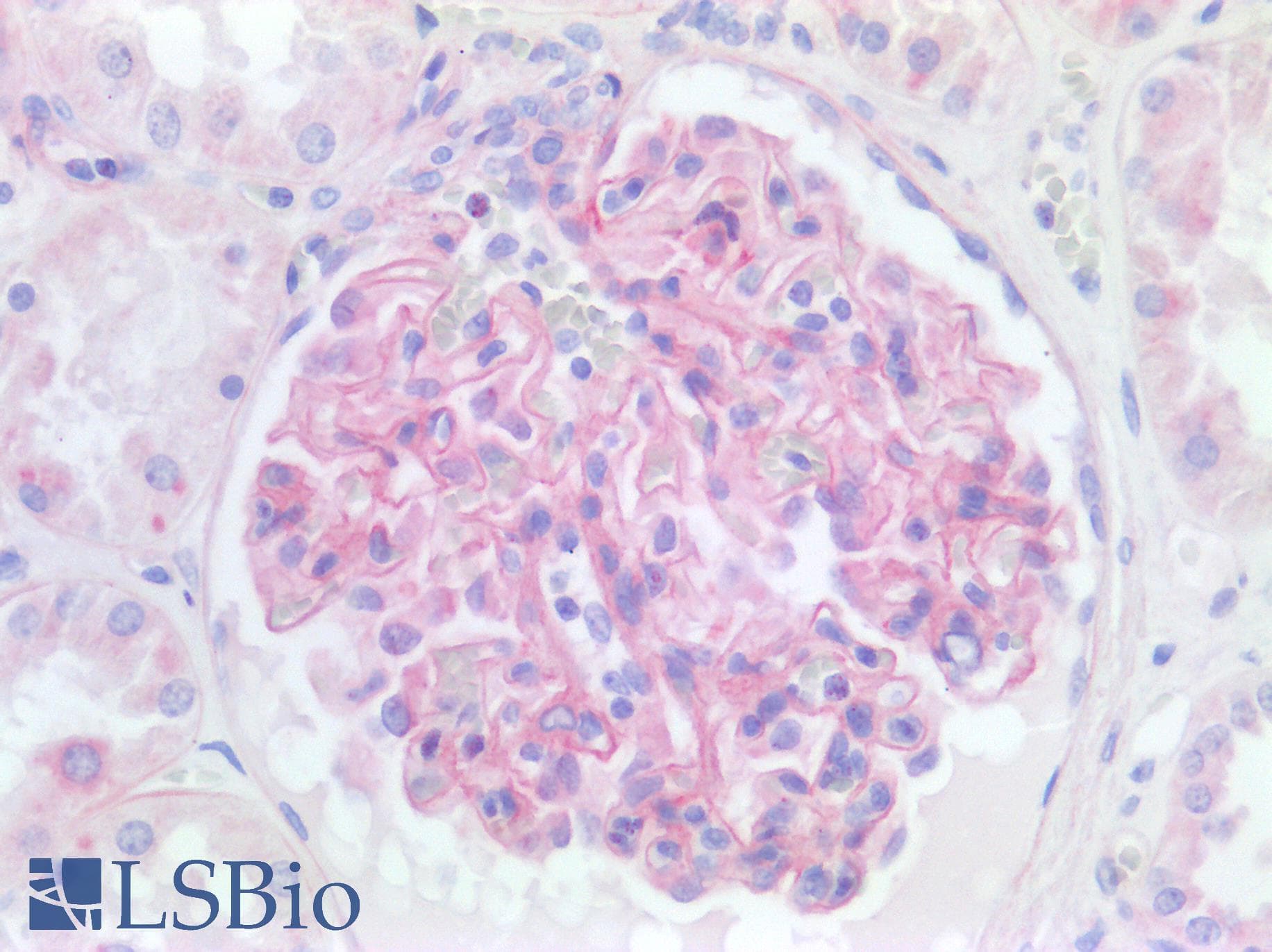 PathPlus™ TJP1 / ZO-1 Antibody (aa1-296)