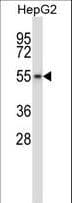 WEE1B / WEE2 Antibody (aa364-393)