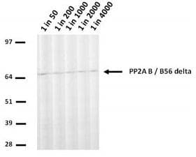 PPP2R1A Antibody (clone H5D12)