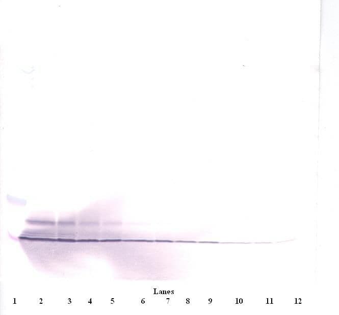 CXCL4 / PF4 Antibody