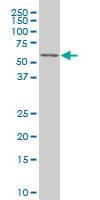 TCF7L2 / TCG4 Antibody (clone 3A4)