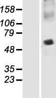 SNAP47 Protein (Over-Expression Lysate Myc-DDK (Flag))