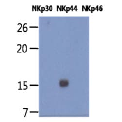 NCR2 / NKP44 Antibody (clone AT1G6)