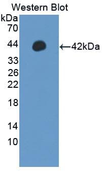 IRF5 Antibody (aa136-475)