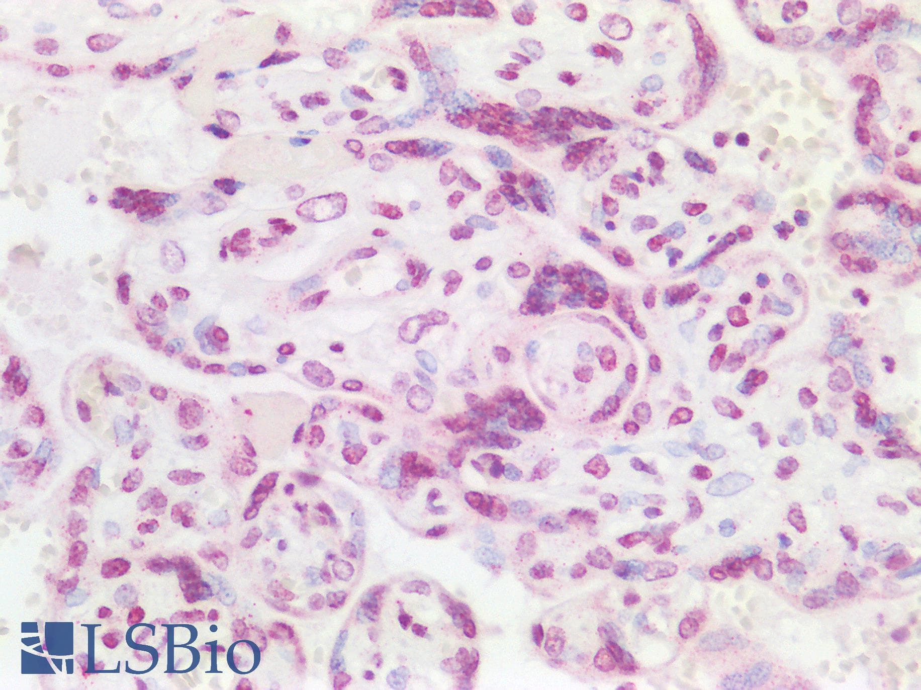 IHC-plus™ MED13L Antibody (aa550-600)
