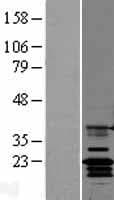 CLDN14 / Claudin 14 Protein (Over-Expression Lysate Myc-DDK (Flag))