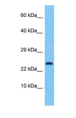 CREM / ICER Antibody (Internal)