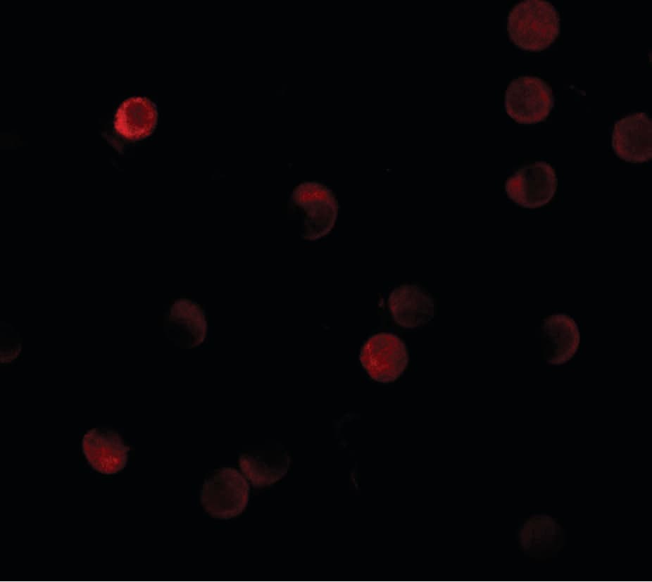IHC-plus™ ZNF521 Antibody