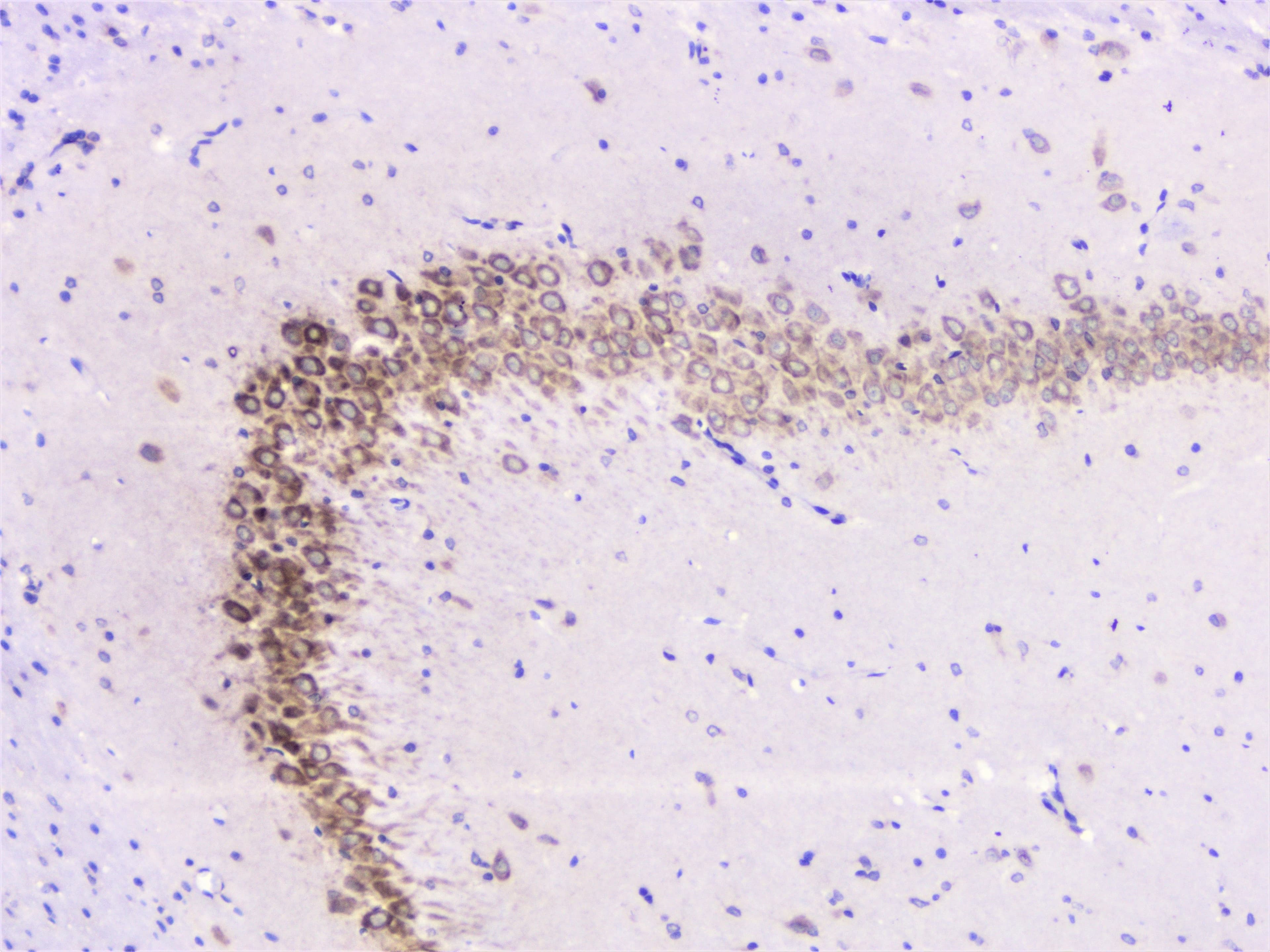 UBE2I / UBC9 Antibody