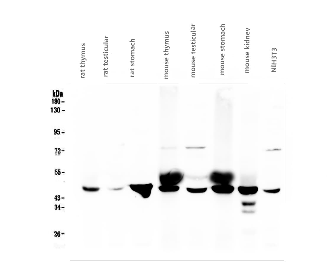FH / Fumarase / MCL Antibody